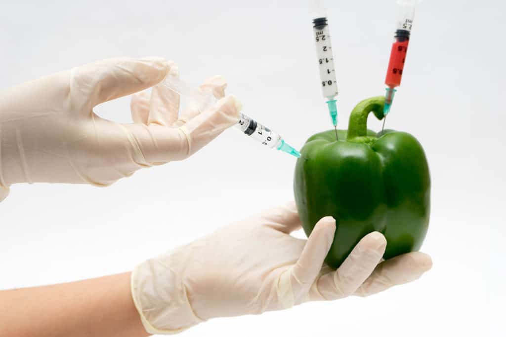 GMO Food